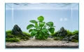 Anubias rondo 2.jpg