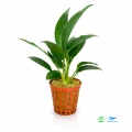 Anubias lancelolata F 1.jpg