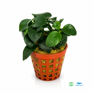 Anubias Petite F