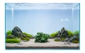 anubias petite 2.jpg