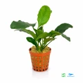 Anubias Short F 1.jpg