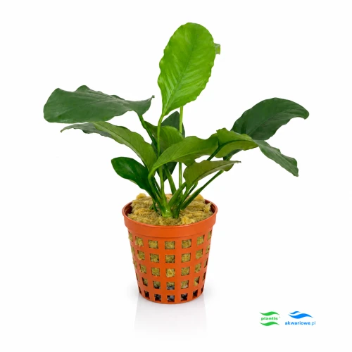 Anubias Short F 1.jpg