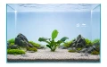 Anubias Short F 2.jpg