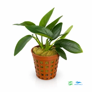 Anubias nana F