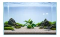 Anubias nana 2.jpg