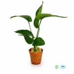 Anubias Barterii E - Większy