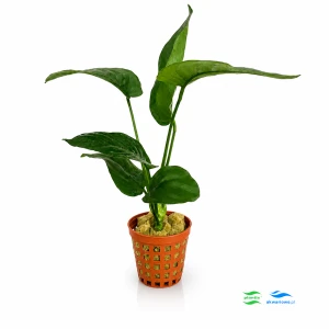 Anubias Barterii E - Większy