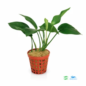 Anubias Barteri F - standard
