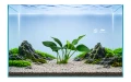 Anubias Barteri F 2.jpg