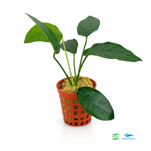 Anubias Barteri D - mniejszy