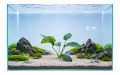 Anubias Barteri D 2.jpg