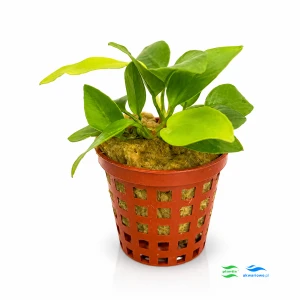Anubias nana gold F