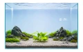 Anubias nana gold 2.jpg