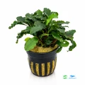 Bucephalandra green wavy 1.jpg