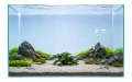 Bucephalandra green wavy 2.jpg