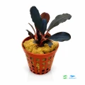 Bucephalandra red central 1.jpg