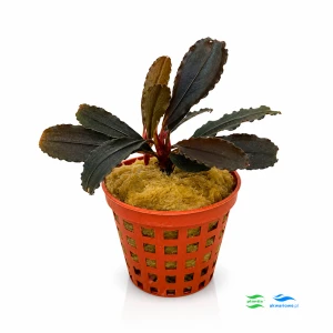 Bucephalandra brownie ghost (2 sadzonki)
