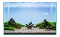 Bucephalandra brownie ghost 2.jpg