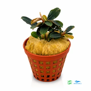 Bucephalandra kedagang mini round (2 sadzonki)