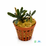 Bucephalandra titan (2 sadzonki)