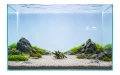 bucephalandra titan 2.jpg