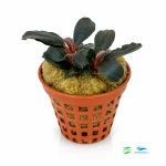 Bucephalandra pandora queen (2 sadzonki)