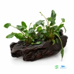 Cryptocoryne Mi Oya na korzeniu padukowym