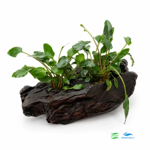 Cryptocoryne Mi Oya na korzeniu padukowym