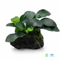 Anubias petite na skale wulkanicznej lava stone 1.jpg