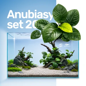 Set Anubias 20 sztuk