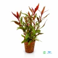 Alternanthera splendida 1.jpg