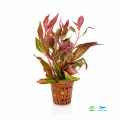 Alternanthera Variegata 1.jpg