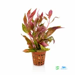 Alternanthera variegata