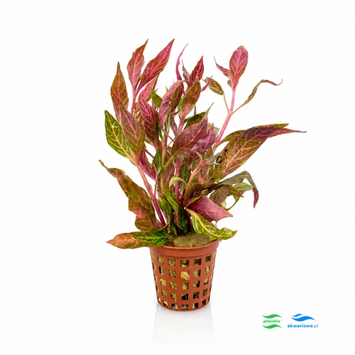 Alternanthera Variegata 1.jpg