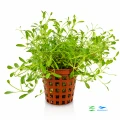 Glossostigma Elatinoides 1.jpg