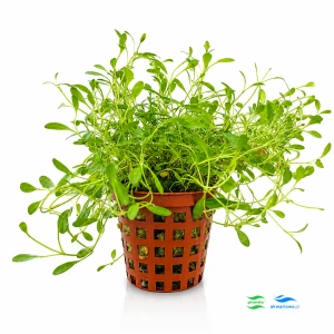Glossostigma elatinoides
