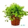 Micranthemum monte carlo 1.jpg