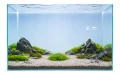 Micranthemum monte carlo 2.jpg