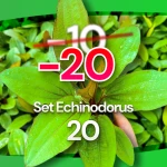 Set Echinodorus 20 sztuk