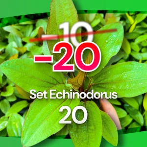 Set Echinodorus 20 sztuk
