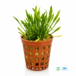 Cryptocoryne parva
