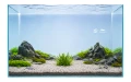 Cryptocoryne parva 2.jpg