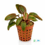 Cryptocoryne Flamingo