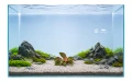 Cryptocoryne flamingo 2.jpg