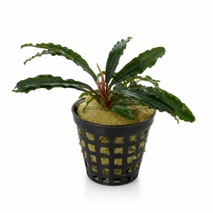 Bucephalandra giant Velvet (2 sadzonki)