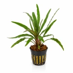 Cryptocoryne spiralis red - pink panther