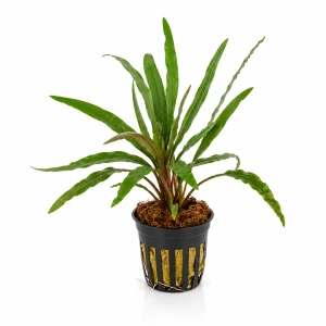 Cryptocoryne spiralis red - pink panther