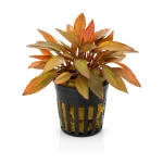 Cryptocoryne florida sunset