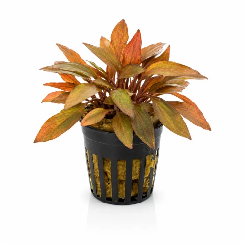Cryptocoryne florida sunset.jpg