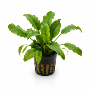 Cryptocoryne willissii